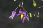 Climbing nightshade